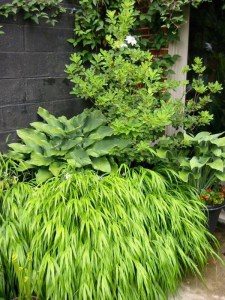 Trawa bambusowa (Hakonechloa) Aureola zdjęcie 8