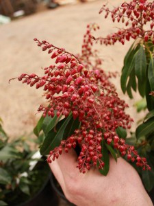 Pieris japoński (Pieris japonica) Valley Valentine czerwony zdjęcie 7