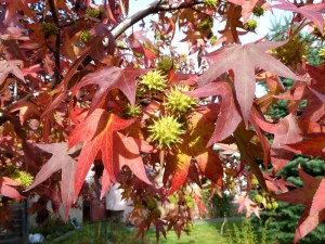 Ambrowiec amerykański (Liquidambar) c3 zdjęcie 7