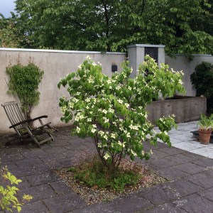 Dereń kousa odm. chińska (Cornus kousa var. chinensis) China Girl zdjęcie 4