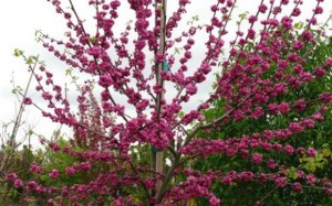 Judaszowiec kanadyjski (Cercis canadensis) Pink Pom Poms c4 zdjęcie 2