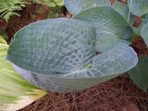 Funkia (Hosta) Abiqua Drinking Gourd zdjęcie 1