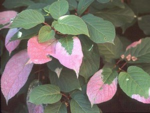 Aktinidia_pstrol_4d45a802b2460.jpg