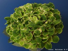 Hortensja ogrodowa (Hydrangea macrophylla) Amethyst c3 zdjęcie 5