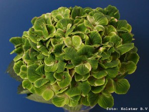 Hortensja ogrodowa (Hydrangea macrophylla) Amethyst c3 zdjęcie 5