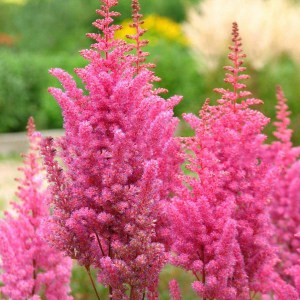 Tawułka chińska (Astilbe chinensis) Veronica Klose c2 zdjęcie 2