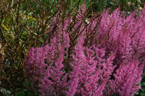 Tawułka chińska (Astilbe chinensis) Veronica Klose c2 zdjęcie 1