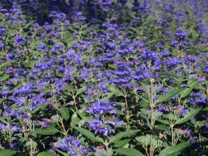 Barbula (Caryopteris) Heavenly Blue 1