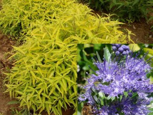 Barbula (Caryopteris) Worcester Gold 1