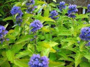 Barbula Caryopteris Hint of Gold 1