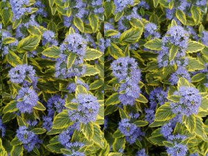 Barbula (Caryopteris) Summer Sorbet 1