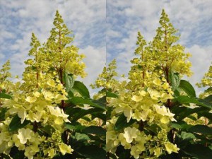 Hortensja bukietowa (Hydrangea) Candlelight c3 krzew zdjęcie 4