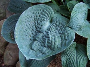 Funkia (Hosta) Big Daddy zdjęcie 1