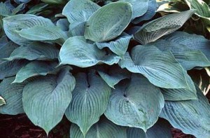 Funkia (Hosta) Blue Angel zdjęcie 1