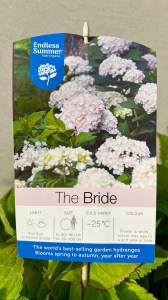 Hortensja Endless Summer The Bride – białe kuliste kwiatostany - etykieta licencyjna