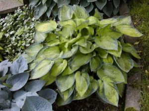Funkia (Hosta) Bright Lights zdjęcie 1
