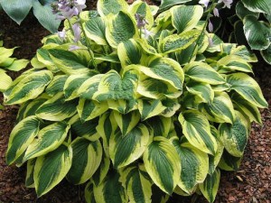 Funkia (Hosta) Brim Cup zdjęcie 1