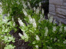 Orszelina olcholistna (Clethra alnifolia) Hummingbird c3 zdjęcie 7