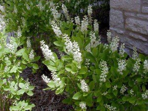 Orszelina olcholistna (Clethra alnifolia) Hummingbird zdjęcie 6