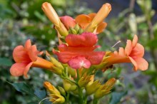 Milin pośredni (Campsis tagliabuana) Indian Summer - roślina pnąca zdjęcie 2