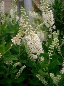 Orszelina olcholistna (Clethra alnifolia) Hummingbird zdjęcie 8