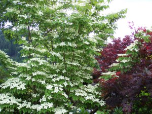 Dereń kousa odm. chińska (Cornus kousa var. chinensis) China Girl zdjęcie 3