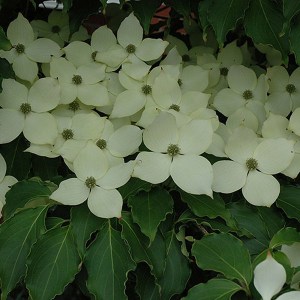 Dereń kousa (Cornus kousa) Big Apple c5 zdjęcie 1