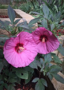 Hibiskus bylinowy (Hibiscus moscheutos) Berry Awesome zdjęcie 4
