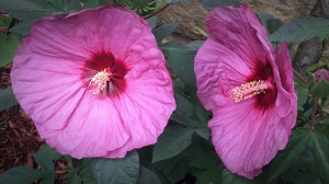 Hibiskus bylinowy (Hibiscus moscheutos) Berry Awesome zdjęcie 5