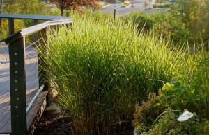 Miskant chiński (Miscanthus sinensis) Strictus zdjęcie 6