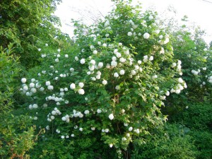 Kalina koralowa (Viburnum opulus) Roseum c1 zdjęcie 5