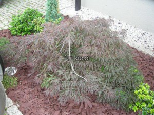 Klon palmowy szczepiony (Acer) Dissectum Garnet c7,5 zdjęcie 6