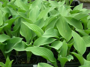 Funkia (Hosta) Krossa Regal sadzonka zdjęcie 8