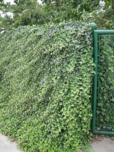 Bluszcz pospolity (Hedera hellix) zdjęcie 2