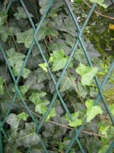 Bluszcz pospolity (Hedera hellix) c1,5 zdjęcie 1