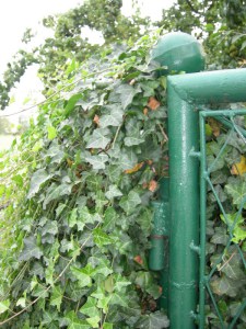 Bluszcz pospolity (Hedera hellix) c1,5 zdjęcie 1