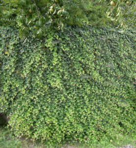 Bluszcz pospolity (Hedera hellix) c1,5 zdjęcie 1