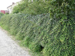 Bluszcz pospolity (Hedera hellix) c1,5 zdjęcie 1