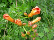 Milin pośredni (Campsis tagliabuana) Guilfoylei - roślina pnąca zdjęcie 7
