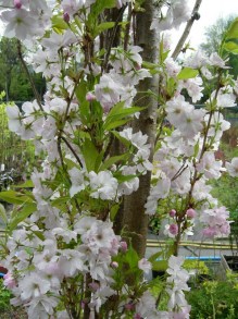 Wiśnia piłkowana (Prunus serrulata) Amanogawa c7 zdjęcie 2