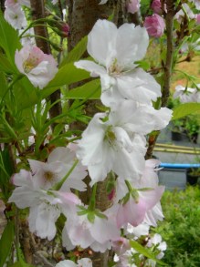 Wiśnia piłkowana (Prunus serrulata) Amanogawa c7 zdjęcie 3