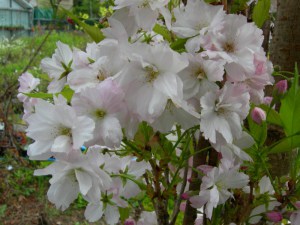 Wiśnia piłkowana (Prunus serrulata) Amanogawa c7 zdjęcie 4
