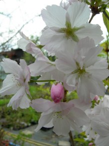 Wiśnia piłkowana (Prunus serrulata) Amanogawa c7 zdjęcie 5