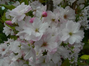 Wiśnia piłkowana (Prunus serrulata) Amanogawa c7 zdjęcie 6