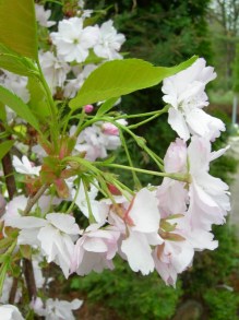 Wiśnia piłkowana (Prunus serrulata) Amanogawa c7 zdjęcie 7