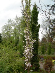 Wiśnia piłkowana (Prunus serrulata) Amanogawa c7 zdjęcie 8
