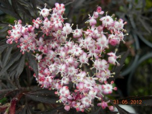 Bez czarny (Sambucus nigra) Black Lace c2 zdjęcie 9