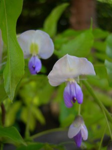 Glicynia (Wisteria) Multijuga syn. Macrobotrys zdjęcie 7