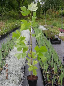Tulipanowiec amerykański (Liriodendron)  rozwinięte kwiaty pośród liści