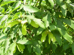 Klon strzępiastokory, cynamonowy (Acer griseum) c4 zdjęcie 4